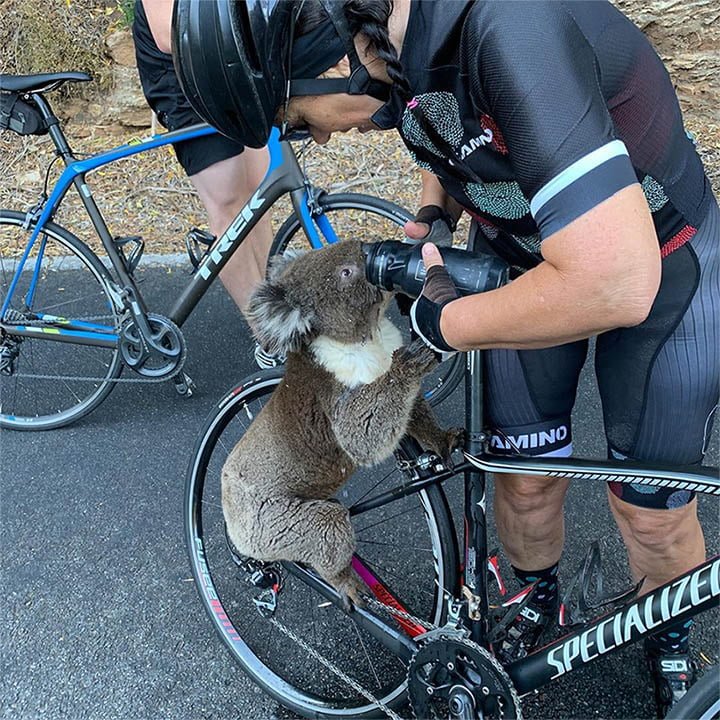 Koala sediento detiene a grupo de ciclistas y bebe agua de su botella 1 koala bebe sin parar