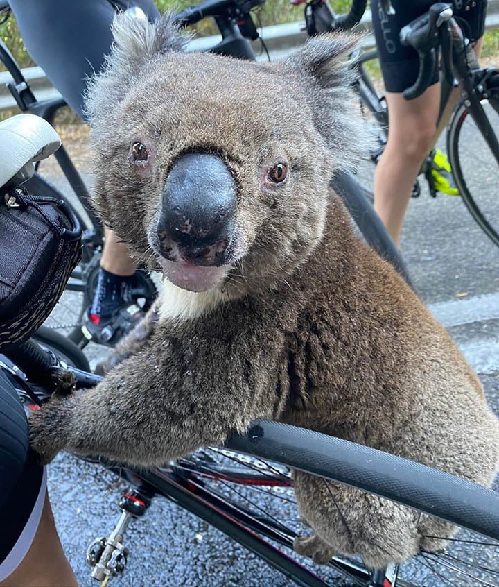 Koala sediento detiene a grupo de ciclistas y bebe agua de su botella 2 koala se sube a bicicleta