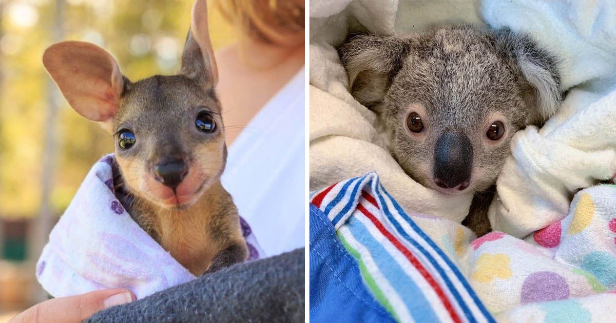 Artesanos y tejedores del mundo ayudan a los animales de Australia