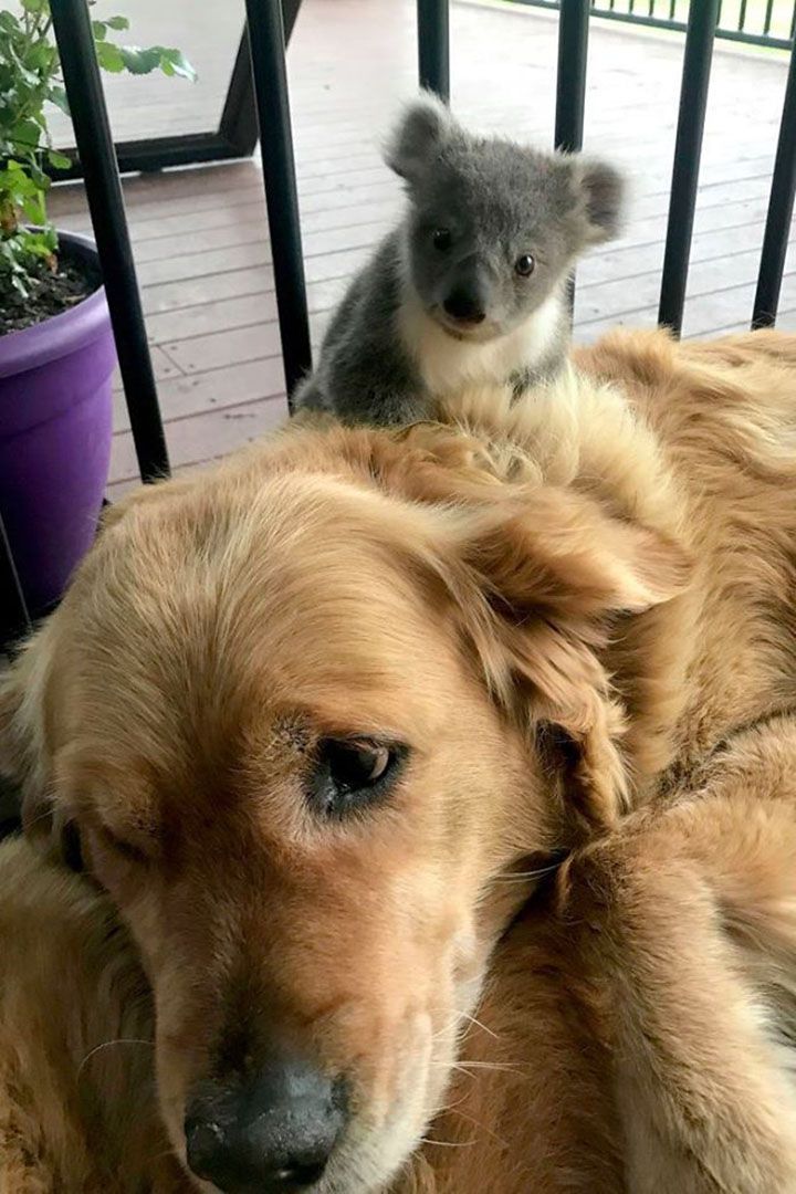 Asha y bebé koala