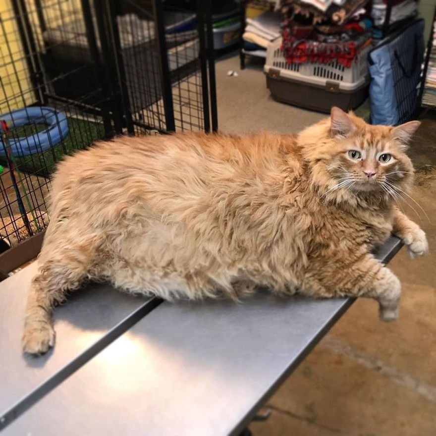 Bazooka, el gato obeso cuya vida cambió cuando conoció a un corredor de maratón 8 Bazooka el gato obeso