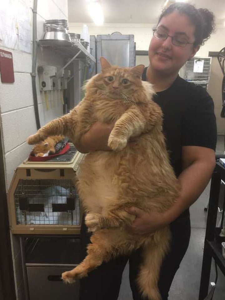 Bazooka, el gato obeso cuya vida cambió cuando conoció a un corredor de maratón 7 Bazooka en refugio