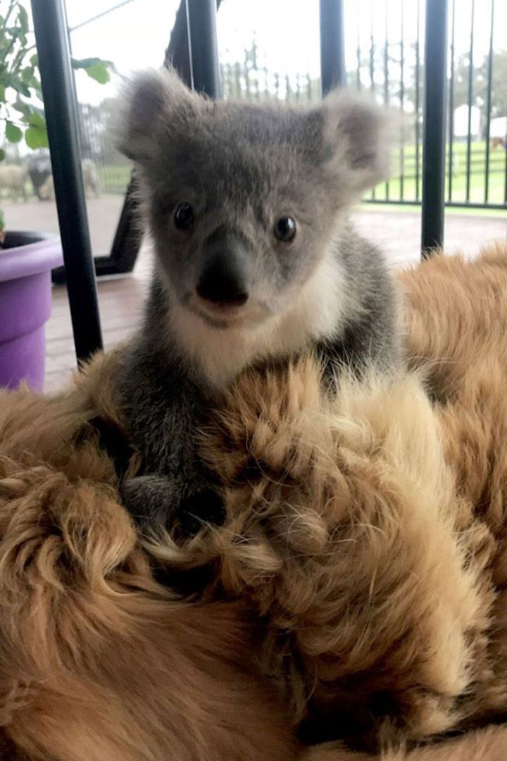Bebé koala en la espalda