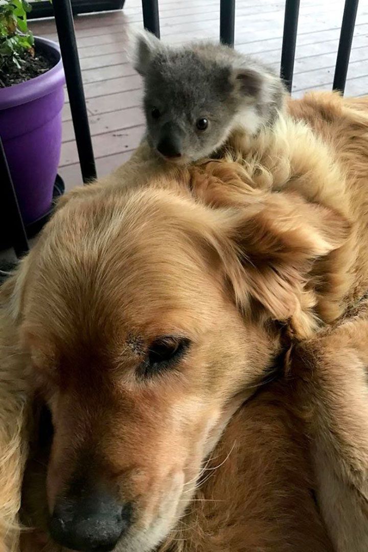 Bebé koala encima de asha
