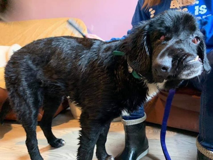 Nadie quiere adoptar a esta perrita por su apariencia física 5 Bethany Bañada