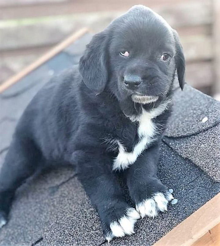 Nadie quiere adoptar a esta perrita por su apariencia física 3 Bethany bebé