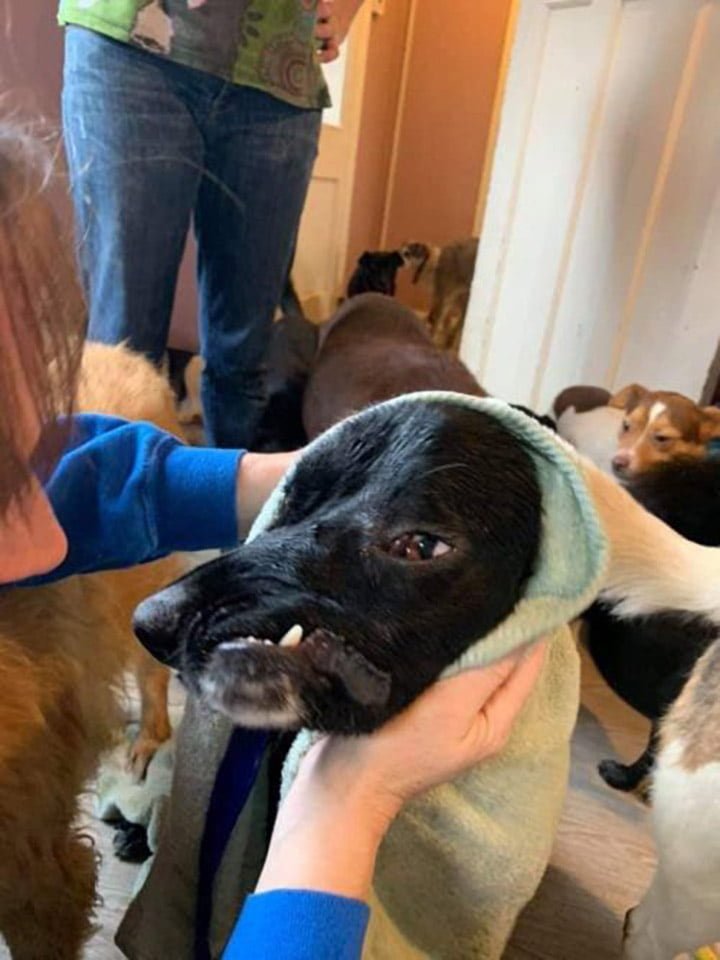 Nadie quiere adoptar a esta perrita por su apariencia física 9 Bethany despues de la ducha