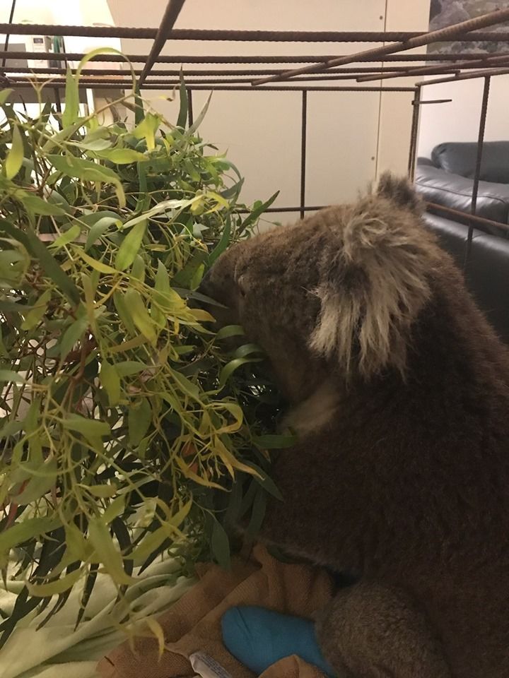 Billy comiendo eucalipto