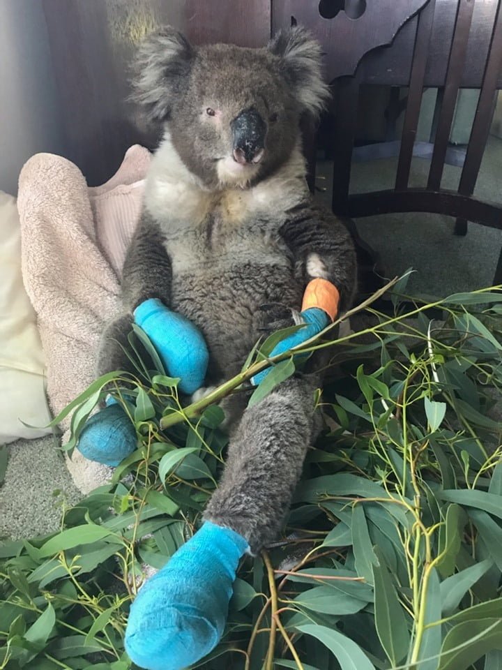 Koala que se quemó las 4 patas en los incendios está tan feliz de estar a salvo 12 Billy recostado en almohadas