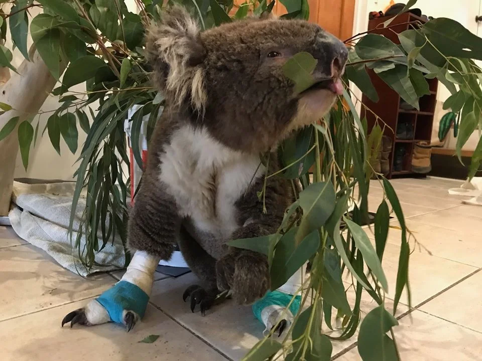 Billy y su eucalipto 3