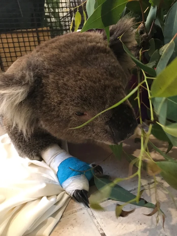 Billy y su eucalipto