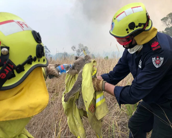 Bomberos ayudan koala