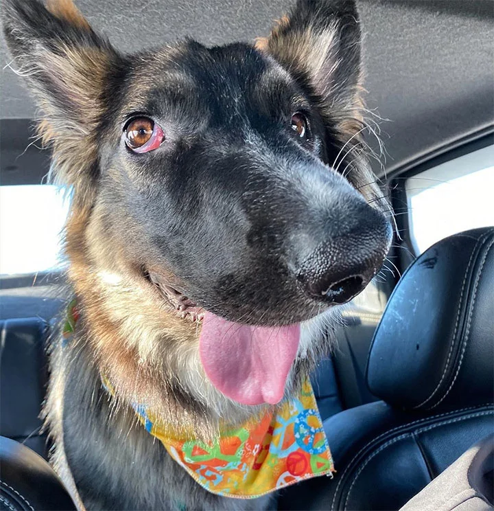 Brodie finalmente es adoptado