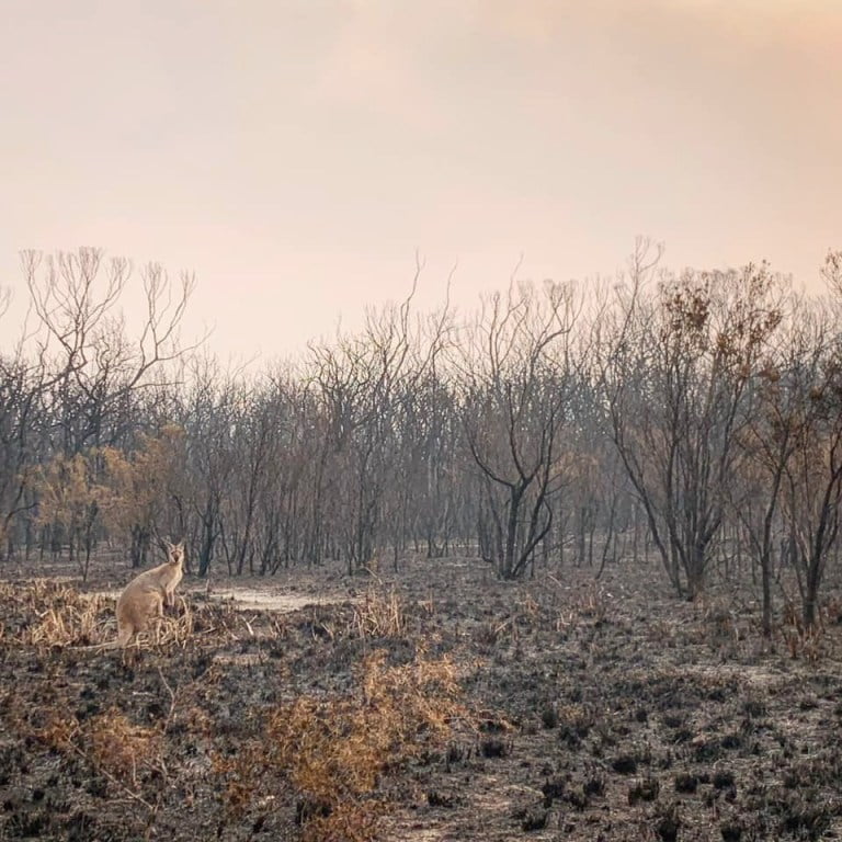 Casi medio billón de animales han muerto en incendios forestales en Australia 6 Canguro vegetación quemada