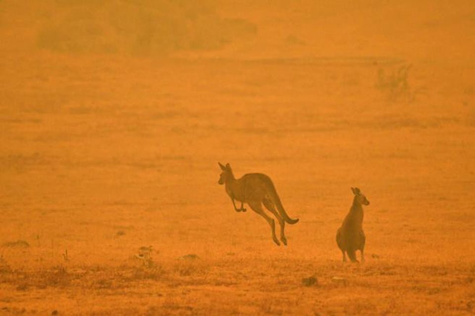 Veterinarios se ven obligados a sacrificar en masa a animales que sufrieron quemaduras en incendios forestales 9 Canguros