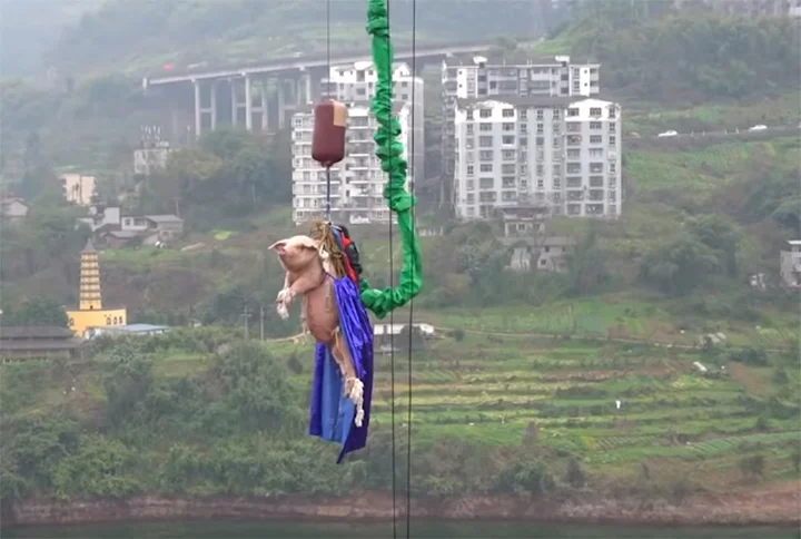 Cerdo después del puenting