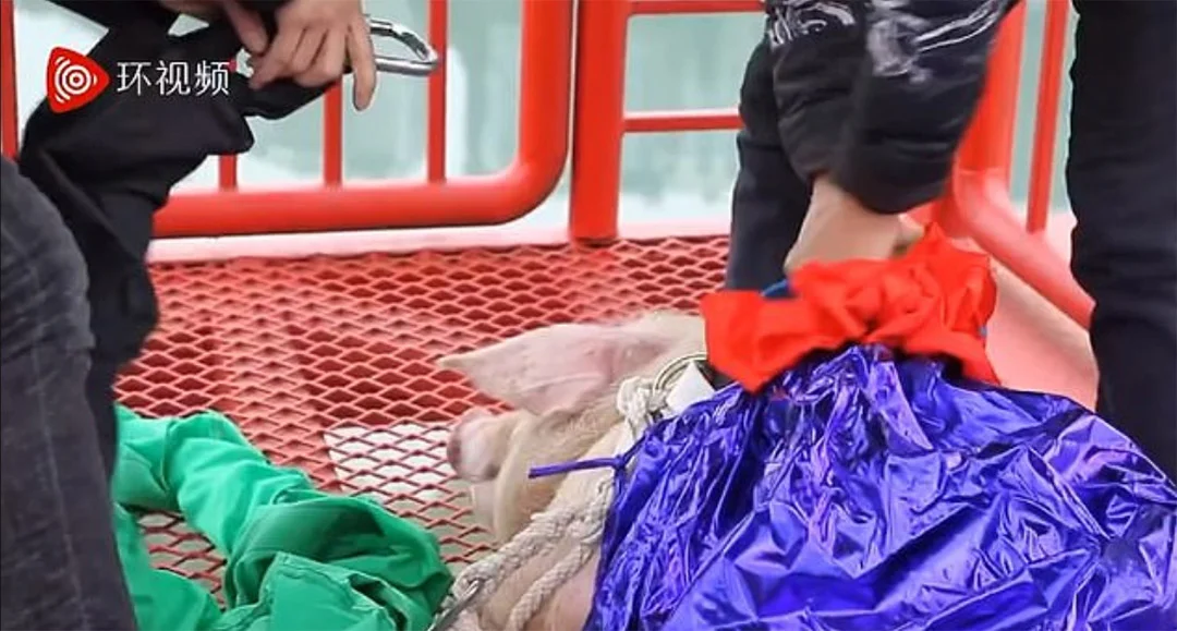 Cerdo obligado preparado para ser lanzado