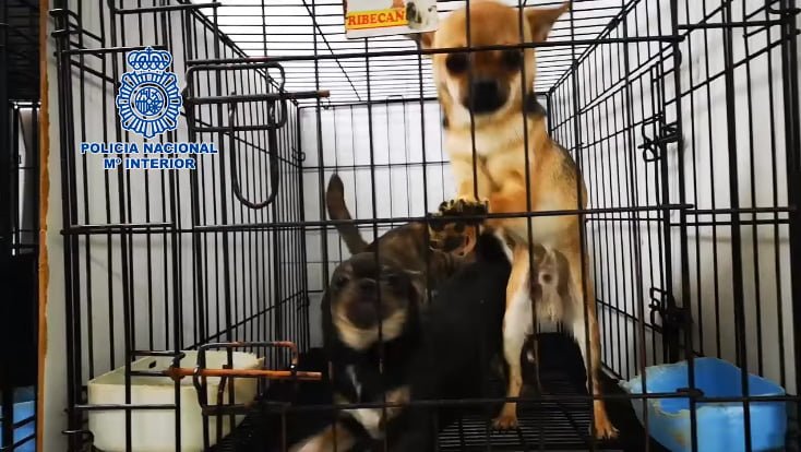 Rescatan a 270 perros de criaderos ilegales en España 6 Chihuahua contentos rescatados