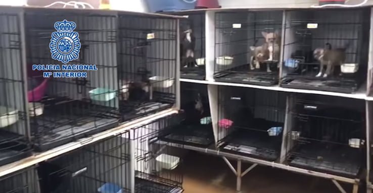 Rescatan a 270 perros de criaderos ilegales en España 5 Chihuahua en criaderos ilegales