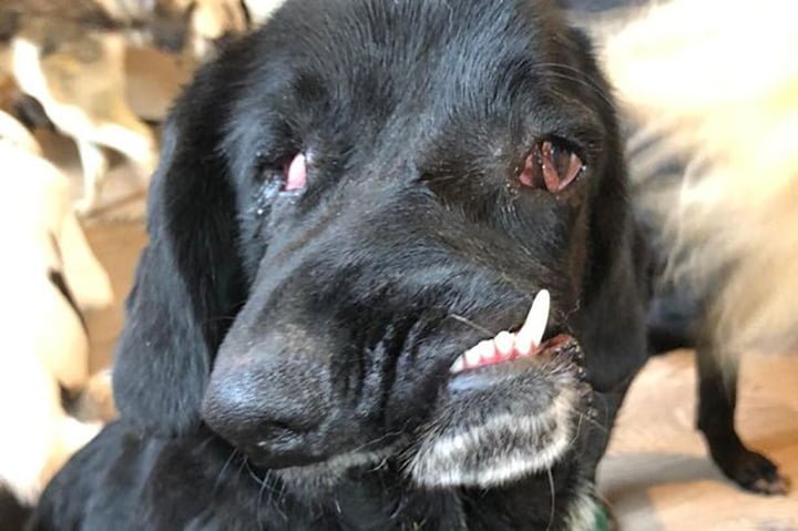 Nadie quiere adoptar a esta perrita por su apariencia física 7 Deformidad bethany