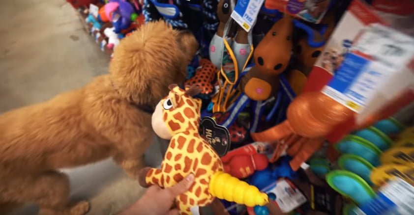 Hombre alquila una valla publicitaria para que todos sepan que es el cumpleaños de su perro 6 Dood en tienda de mascotas