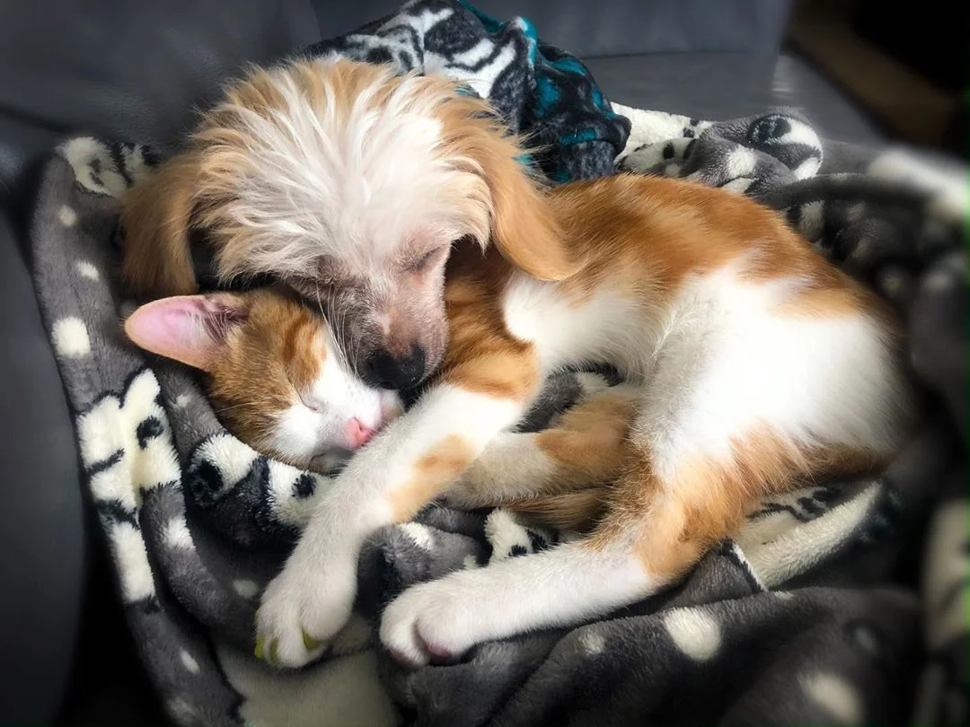 Gato sin hogar abraza al perro de la familia e insiste en ser su mejor amigo 7 Ed y Pop abrazados