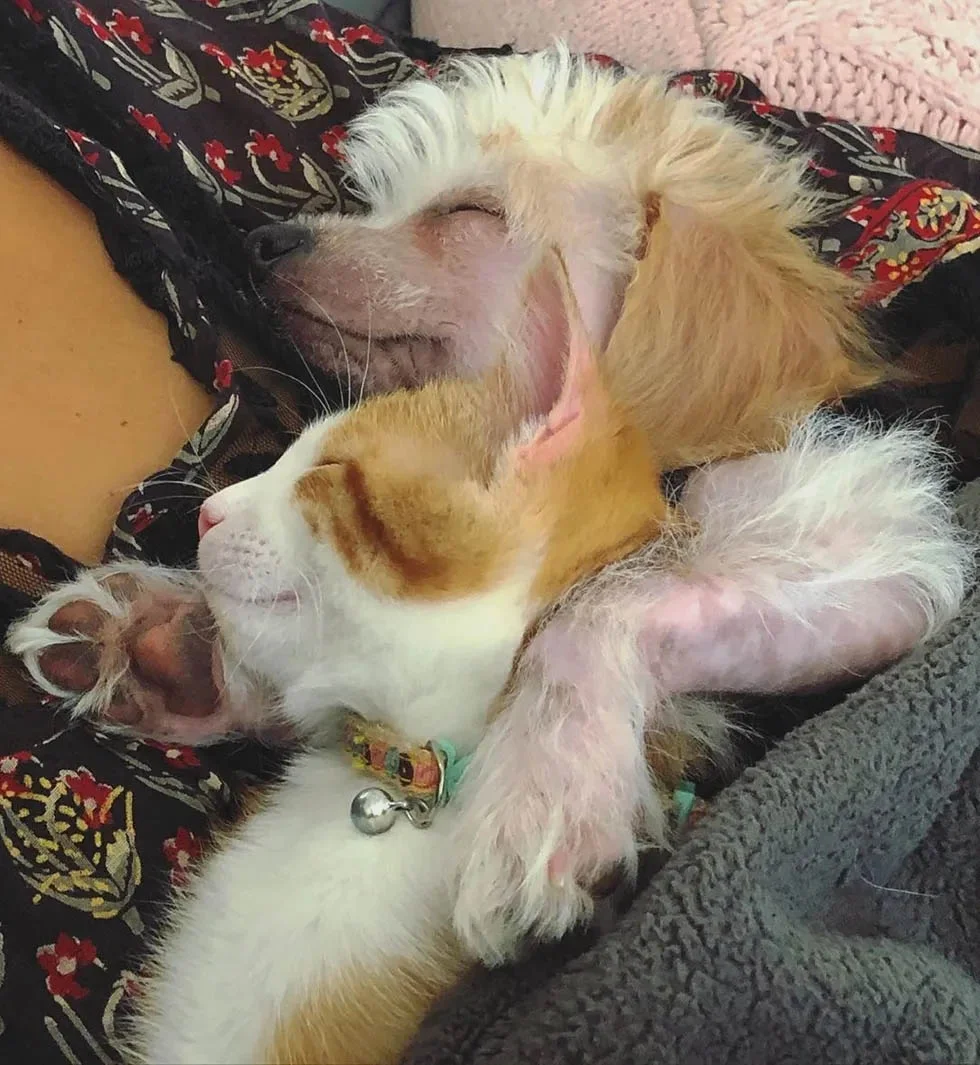 Gato sin hogar abraza al perro de la familia e insiste en ser su mejor amigo 3 Ed y gato callejero