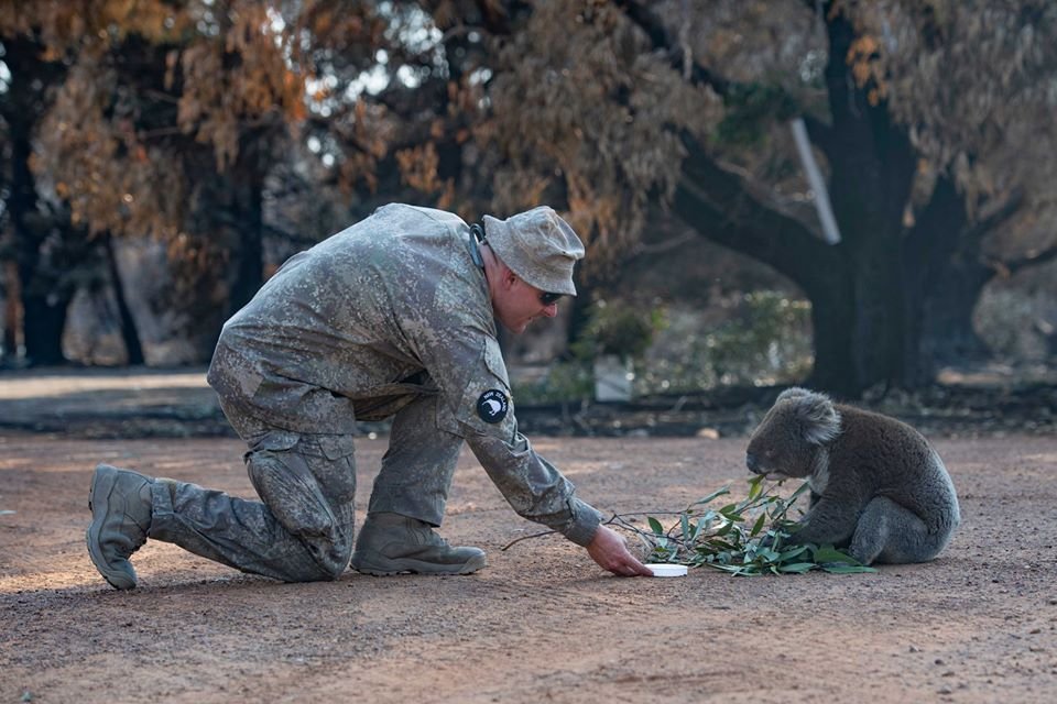 Soldados del ejercito de Nueva Zelanda consuelan a un koala angustiado en el monte 5 Ejercito rescata koala