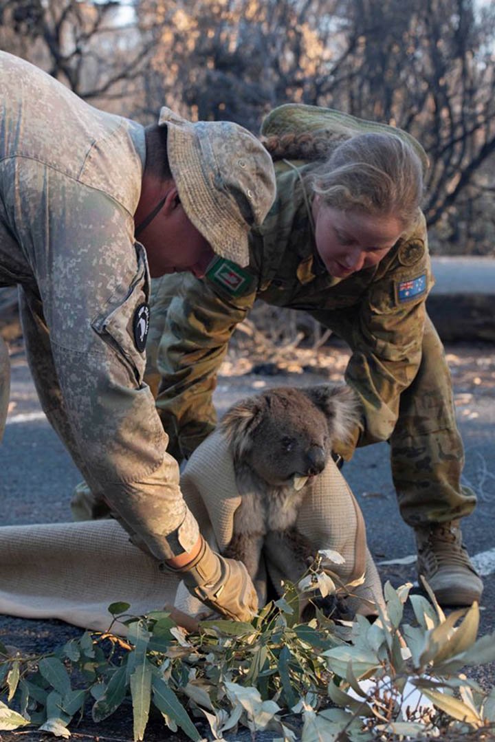 Soldados del ejercito de Nueva Zelanda consuelan a un koala angustiado en el monte 6 Ejercito rescata koala perdido