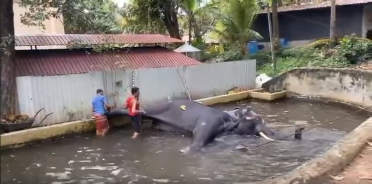 Elefante torturado azotado