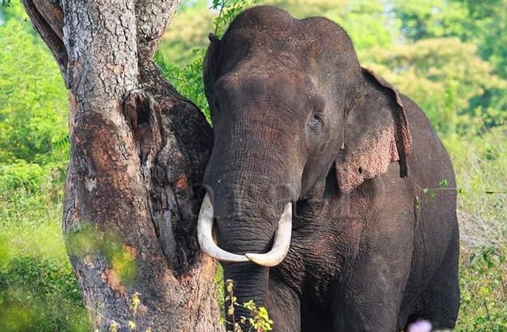 Elefante de sri lanka