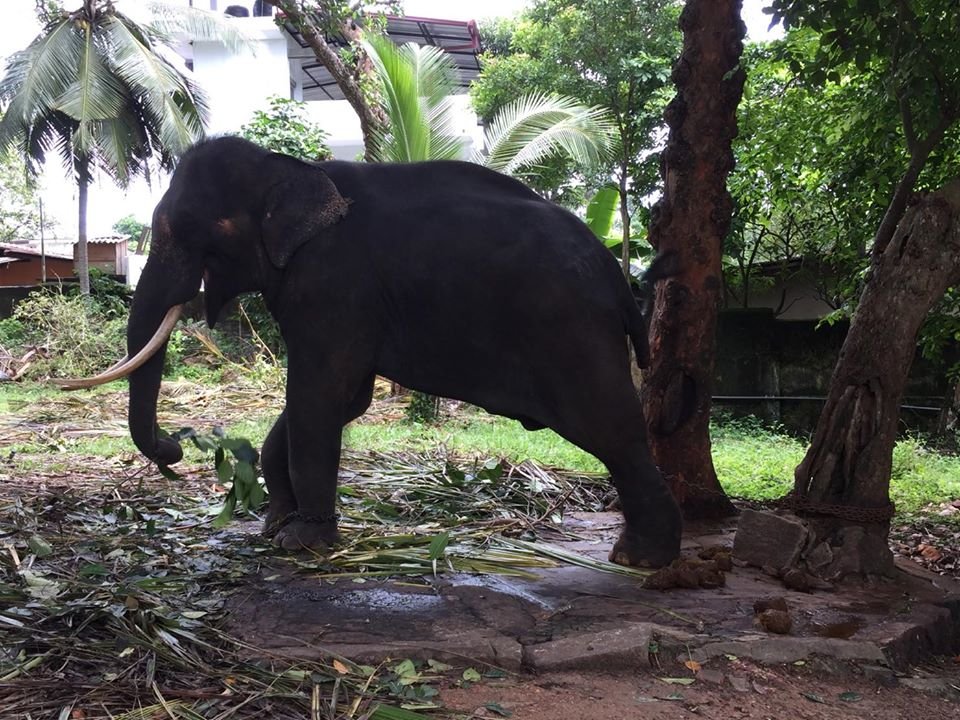 Elefante torturado encadenado