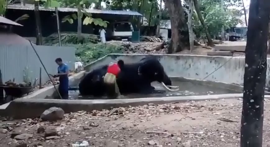 Elefante torturado en templo