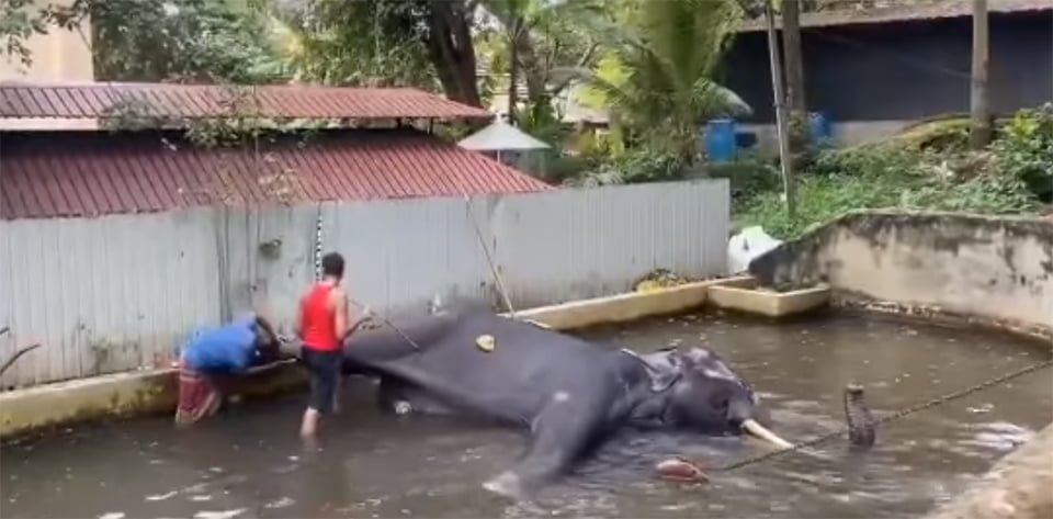 Elefante torturado en templo 2