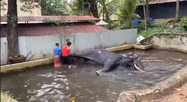 Elefante torturado y azotado