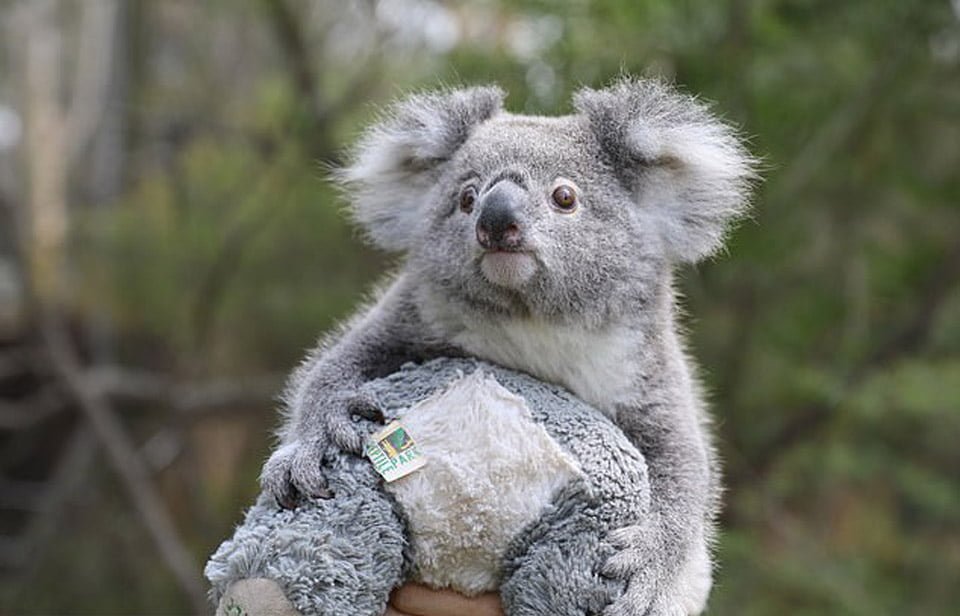 Bebé koala rescatada conmueve a todos en su primer día de "preescolar" 7 Elsa
