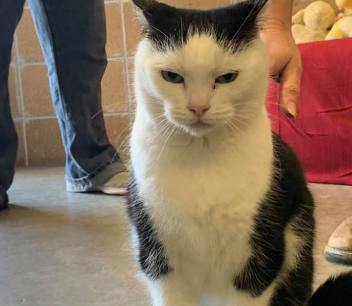 Gata gruñona y malhumorada lo único que quiere es encontrar alguien que la ame 3 Gato Gruñón