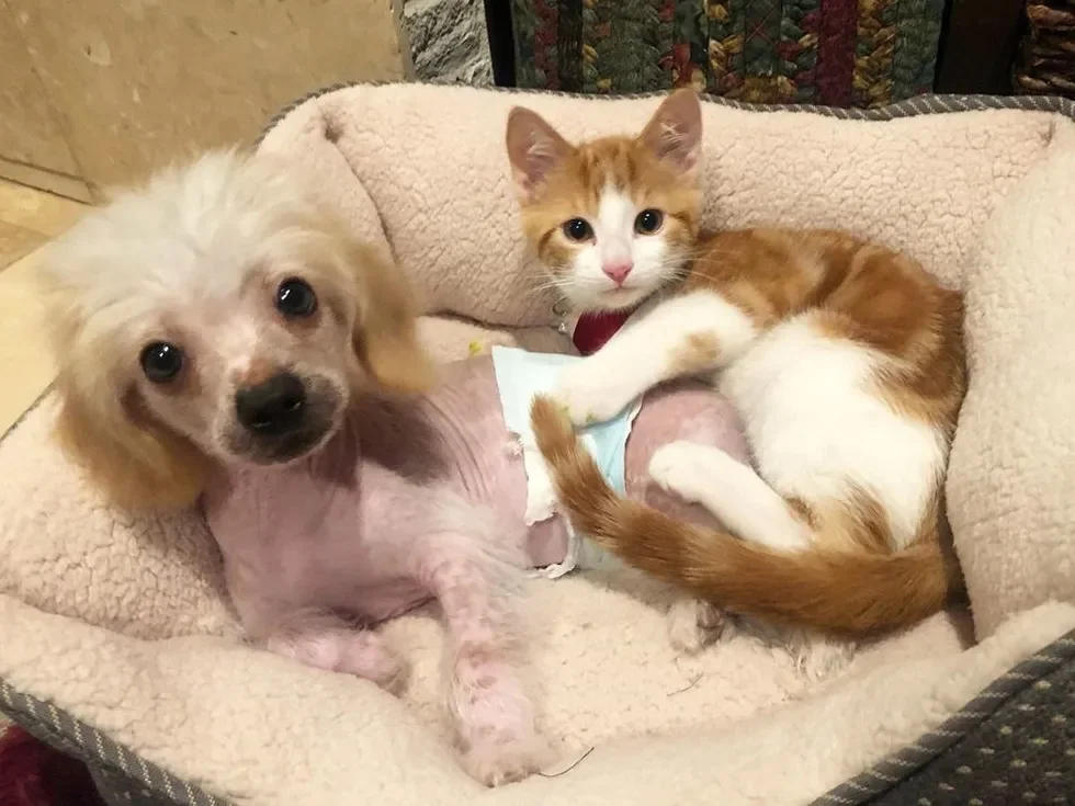 Gato sin hogar abraza al perro de la familia e insiste en ser su mejor amigo 4 Gato callejero y cachorro