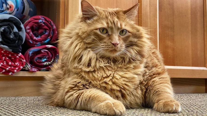 Bazooka, el gato obeso cuya vida cambió cuando conoció a un corredor de maratón 5 Gato obeso