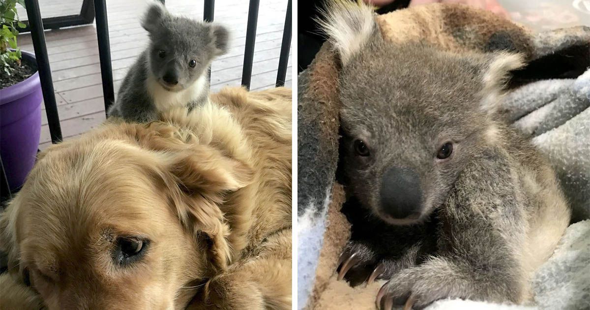 Golden retriever le salva la vida a un pequeño bebé koala