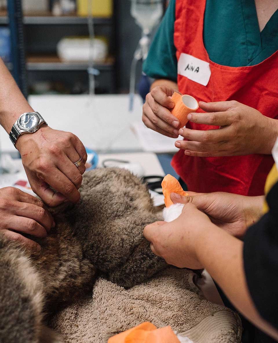 Escuela se convirtió en un hospital para koalas sobrevivientes de los incendios forestales 13 Grupo de personas vendan patas de un koala herido