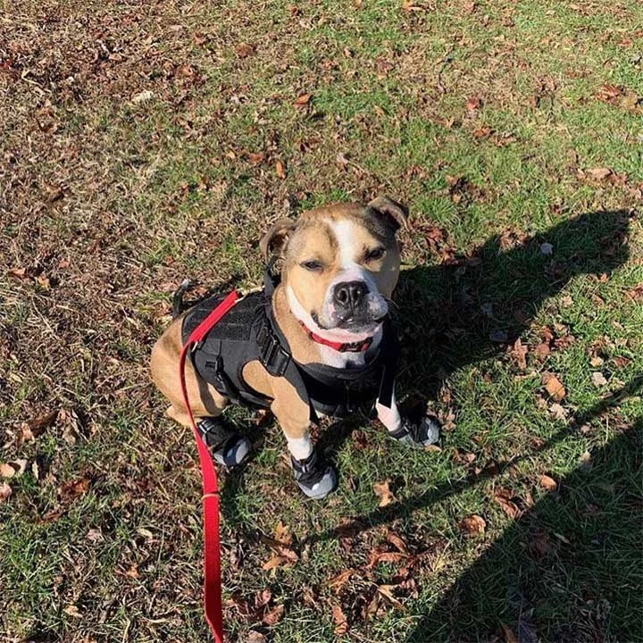 Primer pitbull que se convierte en oficial K9 de detección de incendios 6 Hansel Oficial K9
