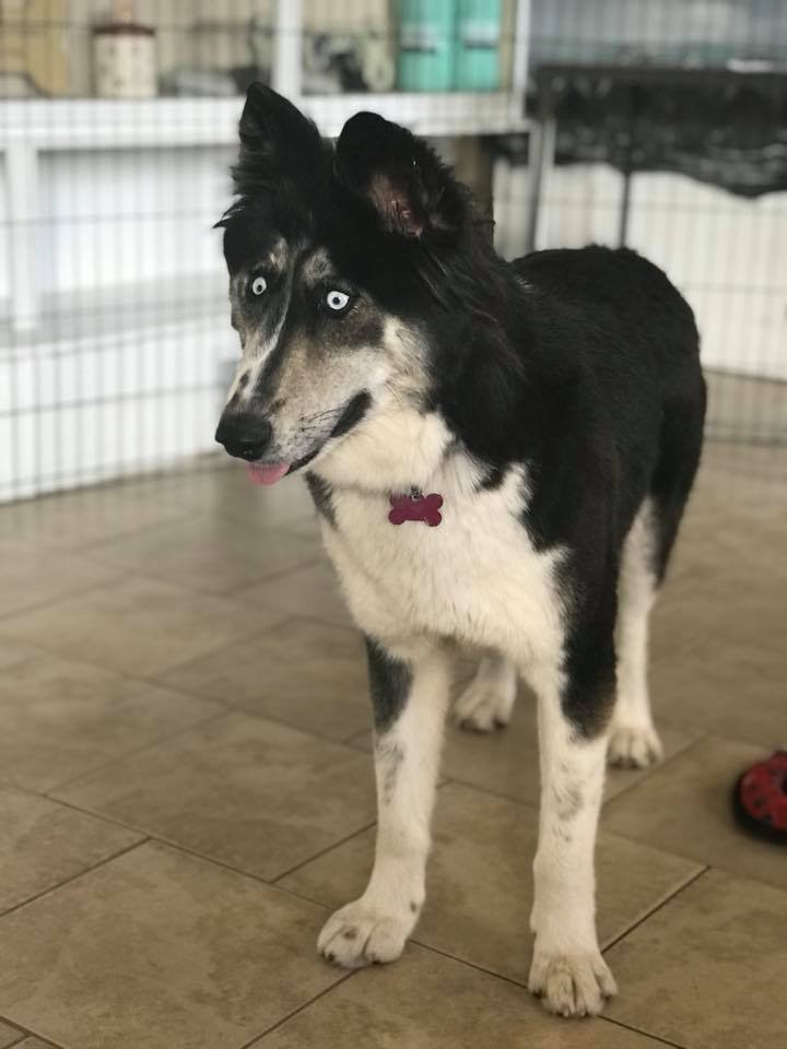 Husky bizca Husky bizca