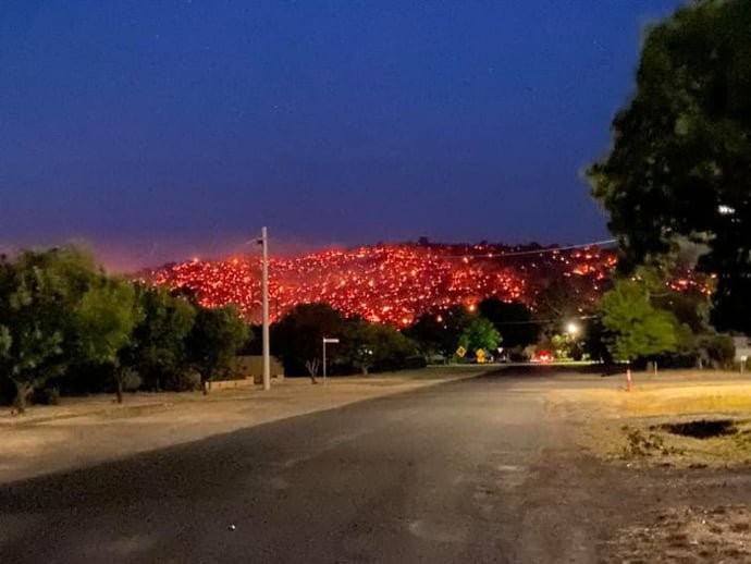 Veterinarios se ven obligados a sacrificar en masa a animales que sufrieron quemaduras en incendios forestales 7 Incendios