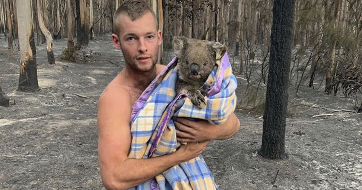 Joven cazador arriesga su vida para salvar los koalas
