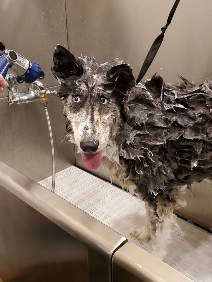 Jubilee bañándose