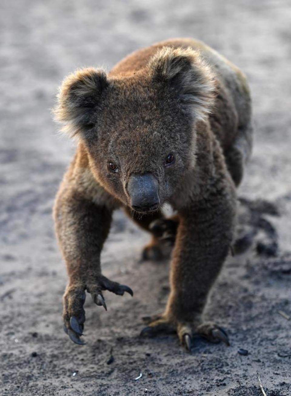 Veterinarios se ven obligados a sacrificar en masa a animales que sufrieron quemaduras en incendios forestales 10 Koala
