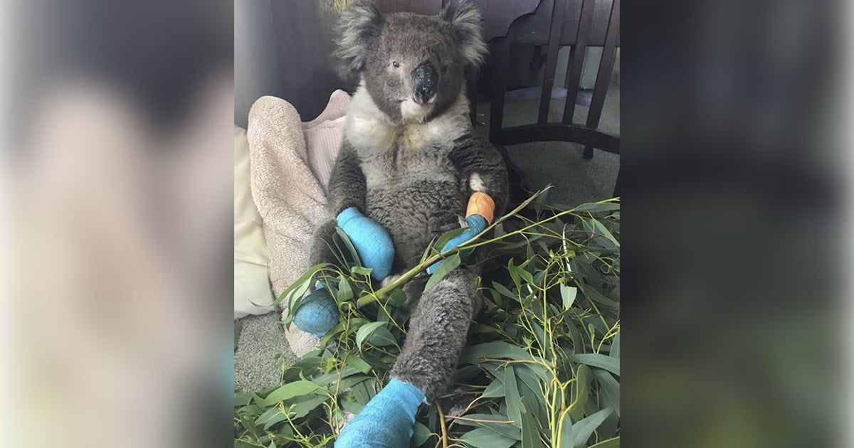 Koala Billy se quemó sus 4 patas en los incendios forestales está feliz de ser salvado