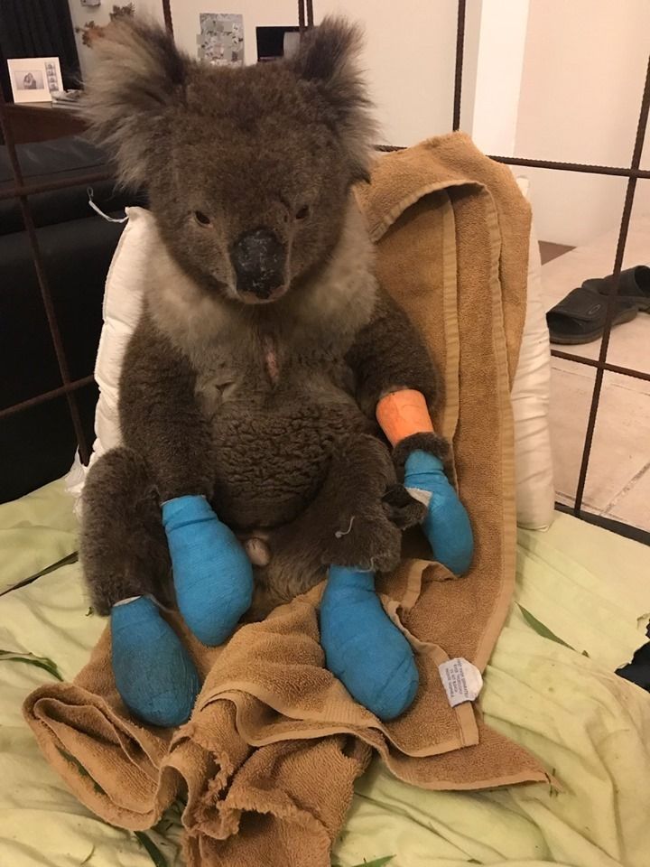 Koala Billy veterinario