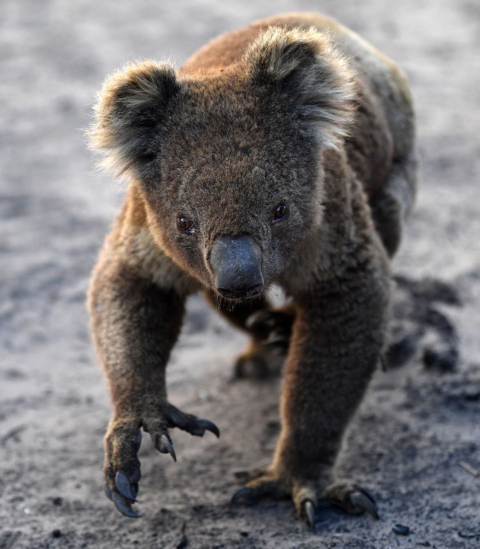 Koala australiano